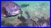 Incredible_Underwater_Drone_Video_Fish_Attacking_Jigs_01_cofv